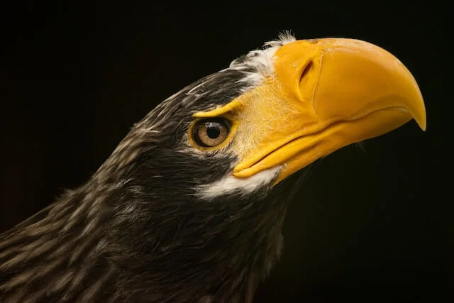 3. The Steller's Sea Eagle Resonance in Appearance