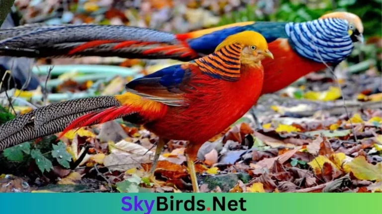 A Golden Pheasant. Skybirds.net