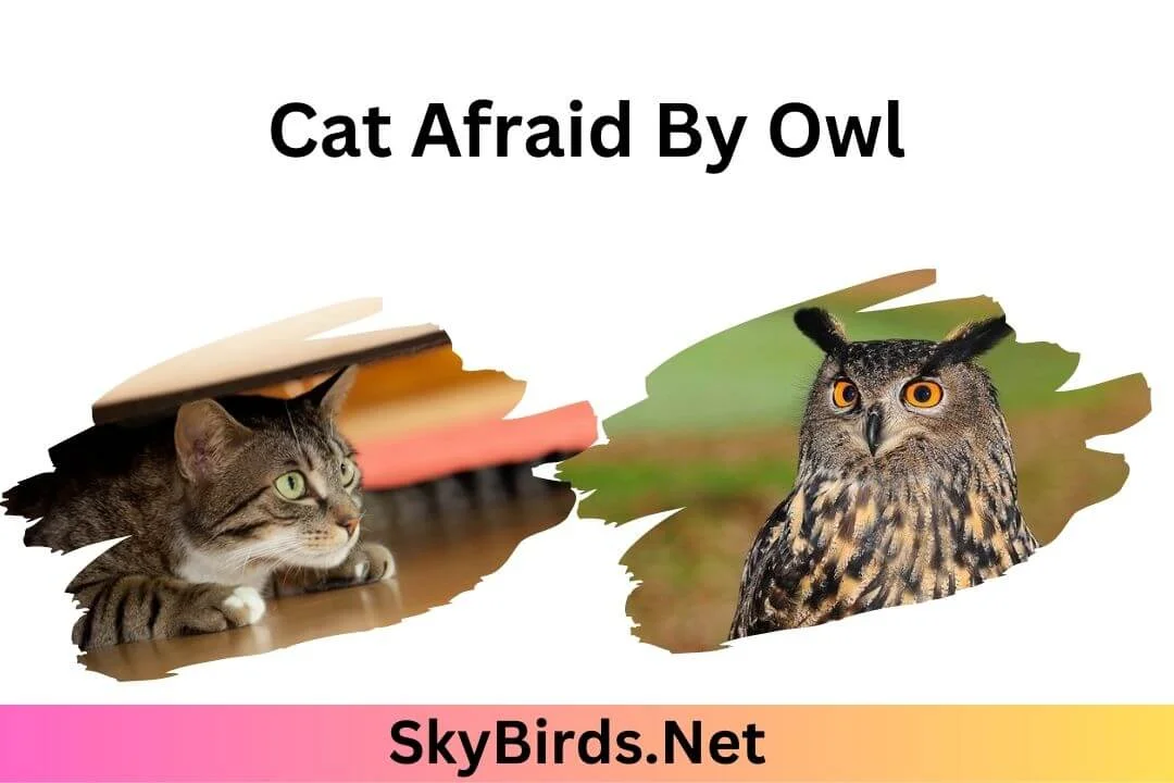Are Cats Afraid of Owls-Skybird.net