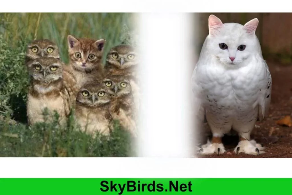 Are Cats and Owls Related? Unraveling the Mysteries of Two Fascinating Creatures