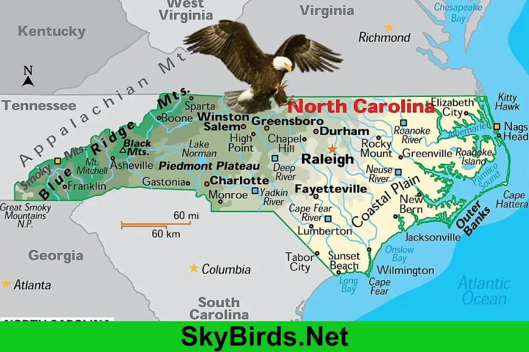 Are There Bald Eagles in North Carolina