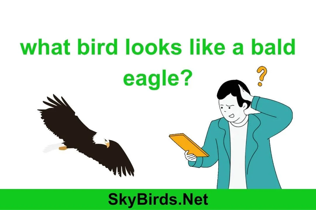 Birds Resembling the Bald Eagle Similarities and Characteristics
