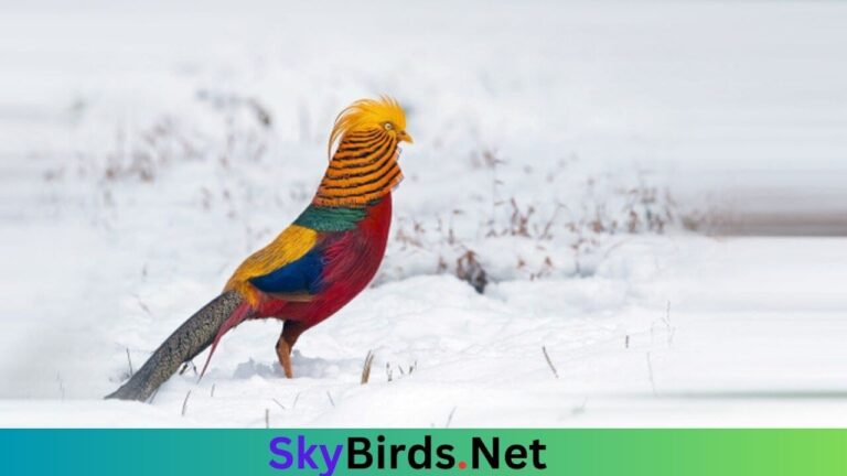 Can Golden Pheasants Survive Winter