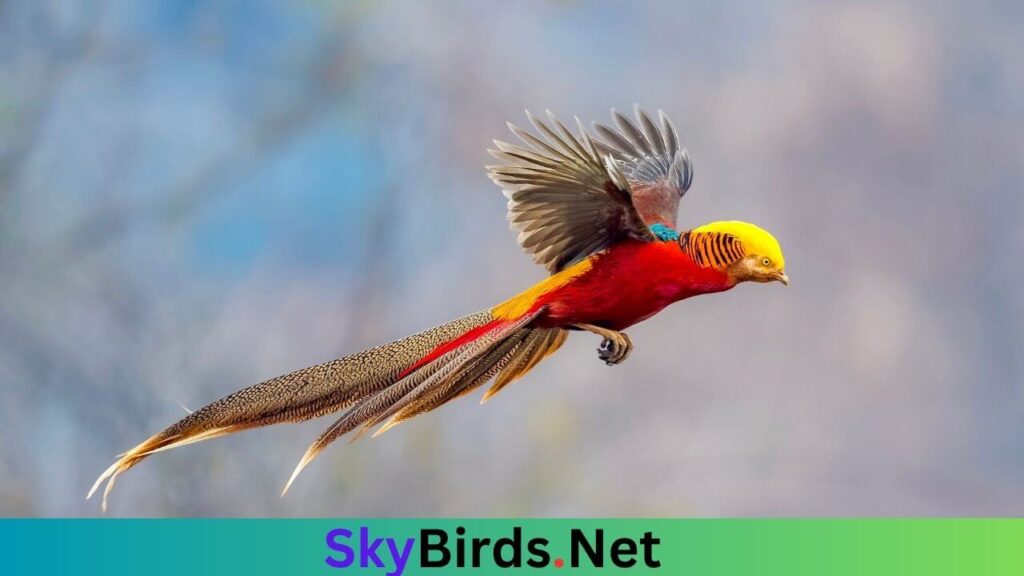Can Golden Pheasants Survive Winter2