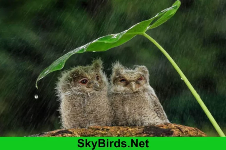 Can Owls Fly In The Rain