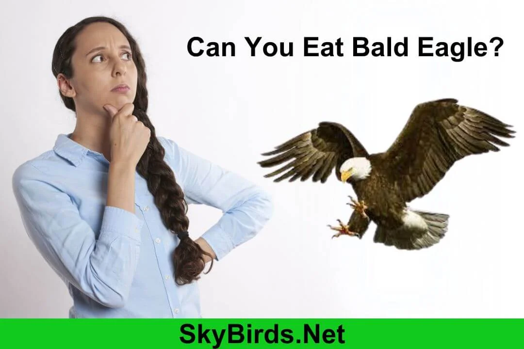 Can You Eat Bald Eagle