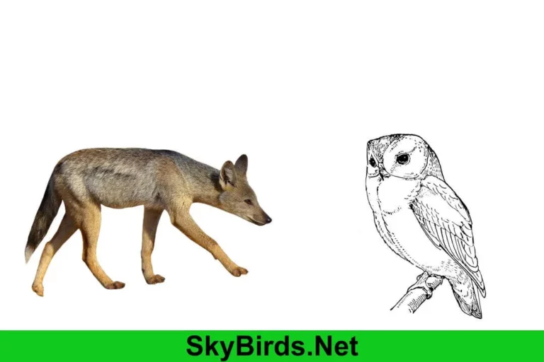 Do Coyotes Eat Owls? Unraveling the Predatory Habits of Coyotes