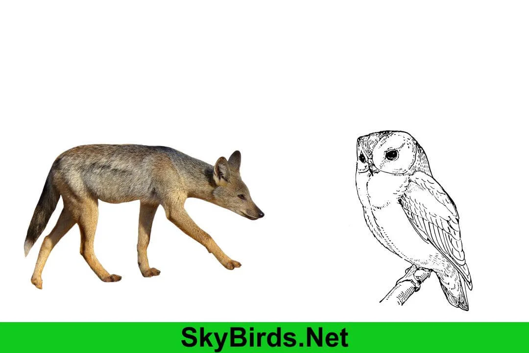 Do Coyotes Eat Owls? Unraveling the Predatory Habits of Coyotes