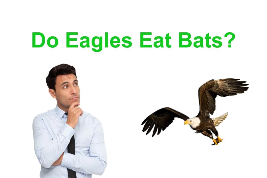 Do Eagles Eat Bats: Understanding the Dietary Habits of Eagles