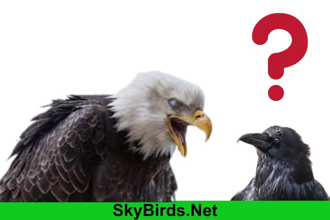Do Eagles Eat Crows The Truth Revealed