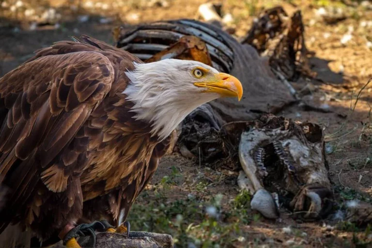 Do Eagles Eat Dead Animals