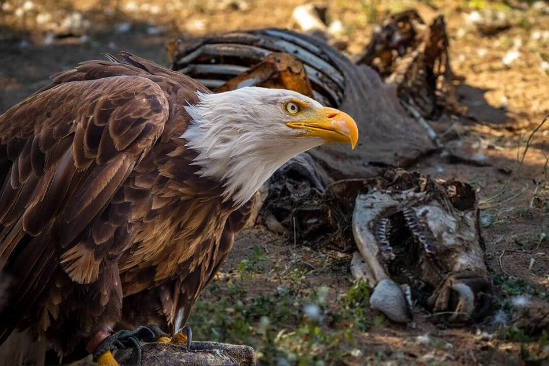 Do Eagles Eat Dead Animals