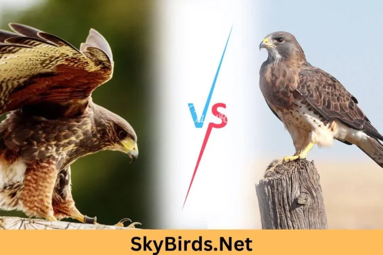 Do Eagles Eat Hawks?