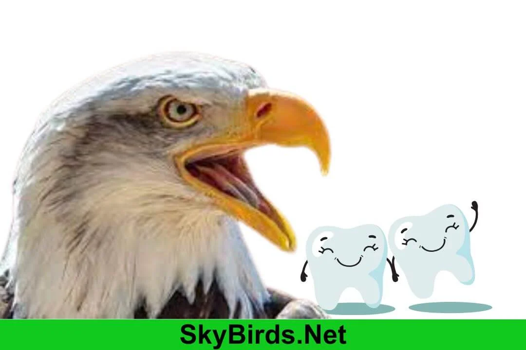Do Eagles Have Teeth