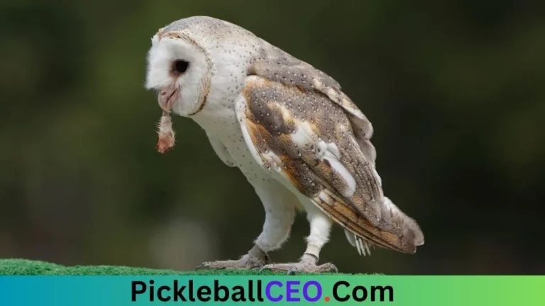 Do Owls Eat Bats
