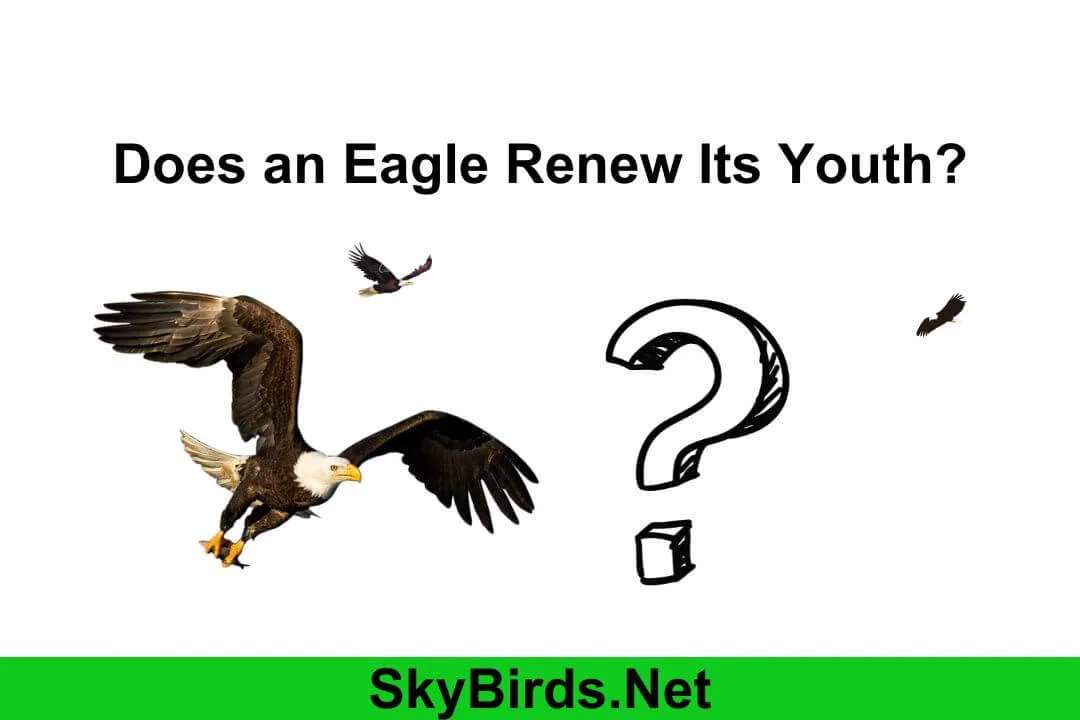 Does an Eagle Renew Its Youth