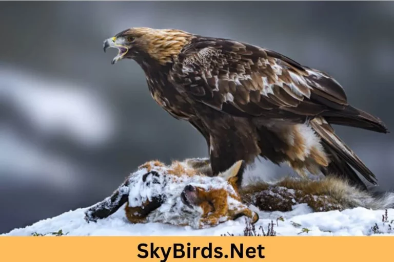 Eagle Hunts. SkyBirds.Net