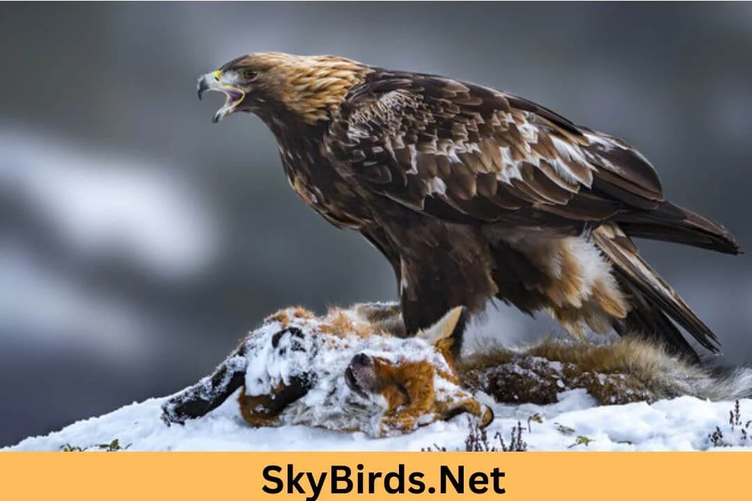 Eagle Hunts. SkyBirds.Net