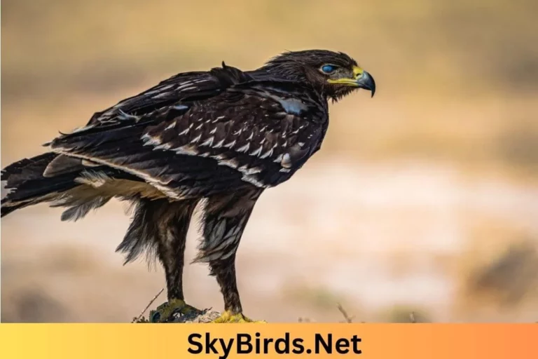 Eagle Species. SkyBirds.Net