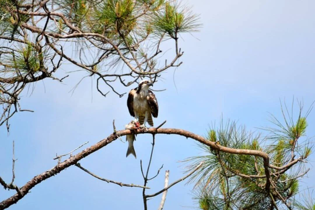 Exploring the Presence of Bald Eagles in Florida Majestic Icons of the Sunshine State