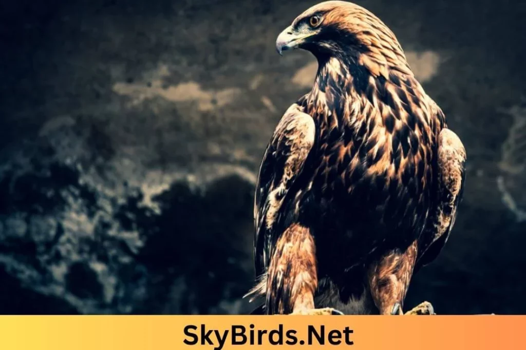 Golden Eagle. SkyBirds.Net.webp