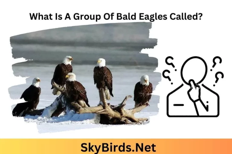 Group Of Bald Eagles. SkyBirds.Net