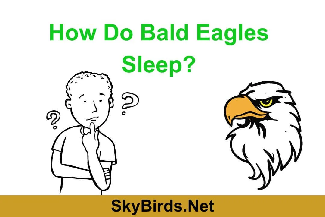 How Do Bald Eagles Sleep Understanding the Sleeping Habits of America's National Bird