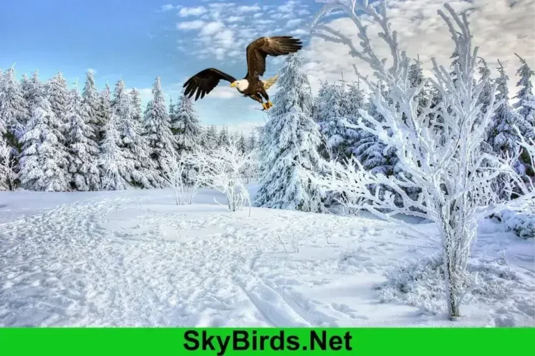 How Do Bald Eagles Survive in Winter