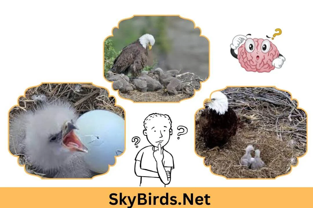 How Do Eagle Eggs Get Fertilized Understanding the Reproduction Process of Eagles. SkyBirds.Net