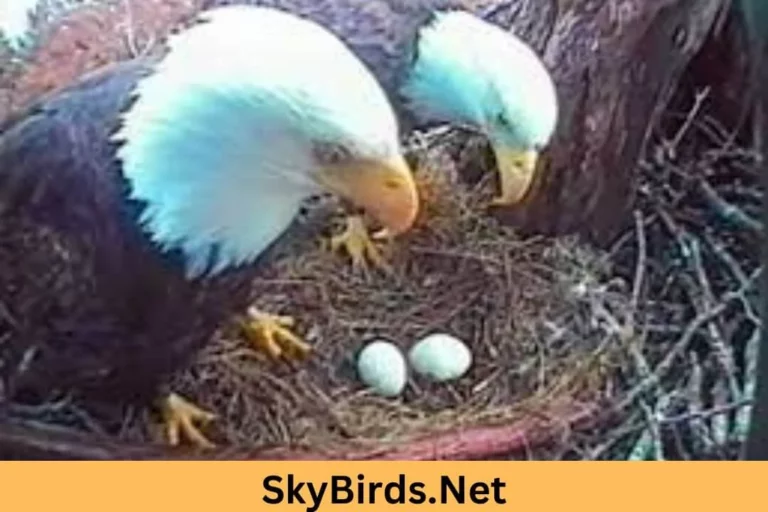 How Long After Mating Does an Eagle Lay Eggs Curiosity and Fascination