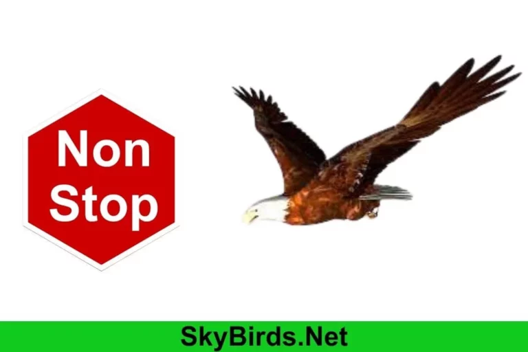 How Long Can Eagles Fly Without Stopping