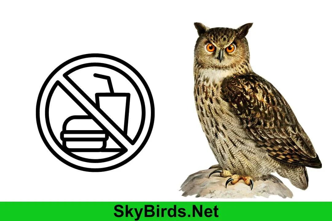 How Long Can an Owl Go Without Food?