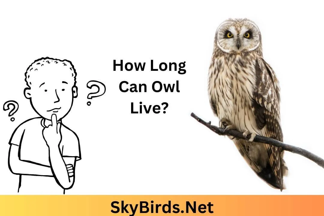 How Long Do Owls Live For. SkyBirds.Net
