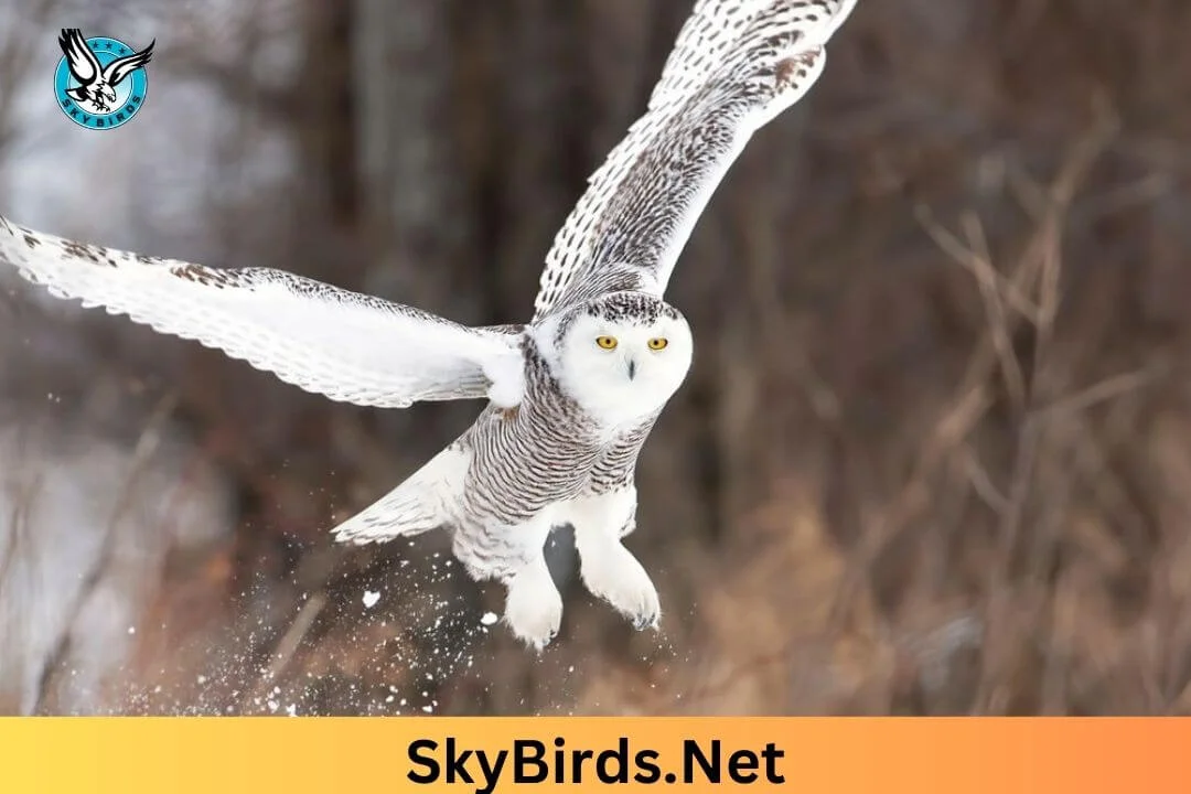 How Much Can an Owl Carry. SkyBirds.Net