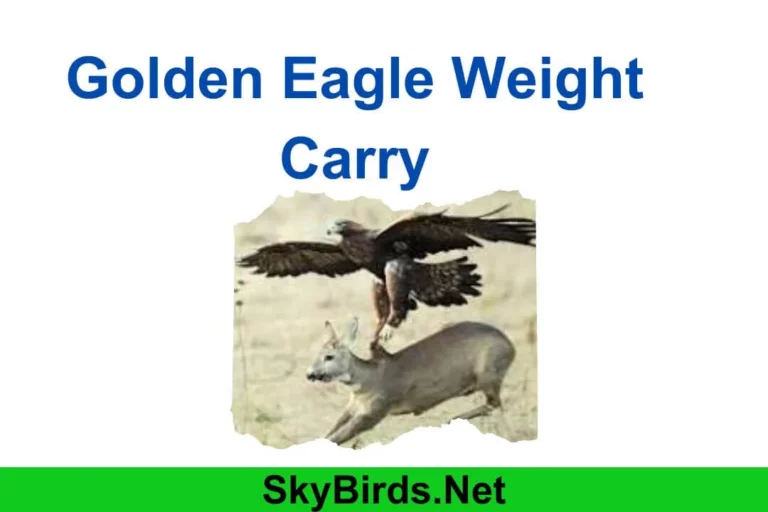 How Much Weight Can a Golden Eagle Lift