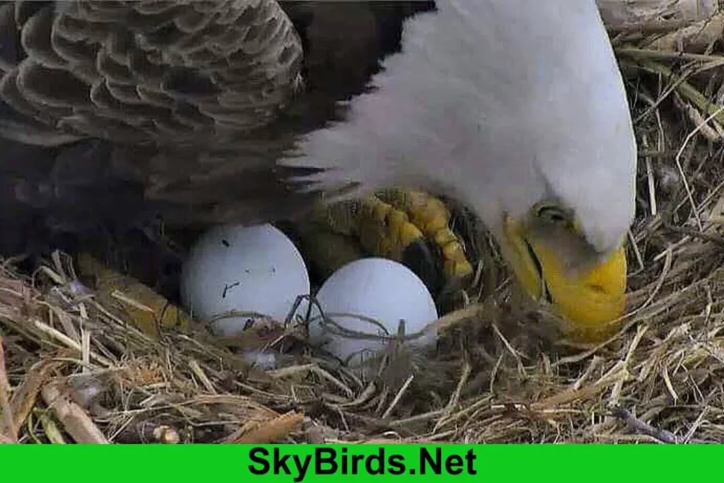 Nesting and Breeding