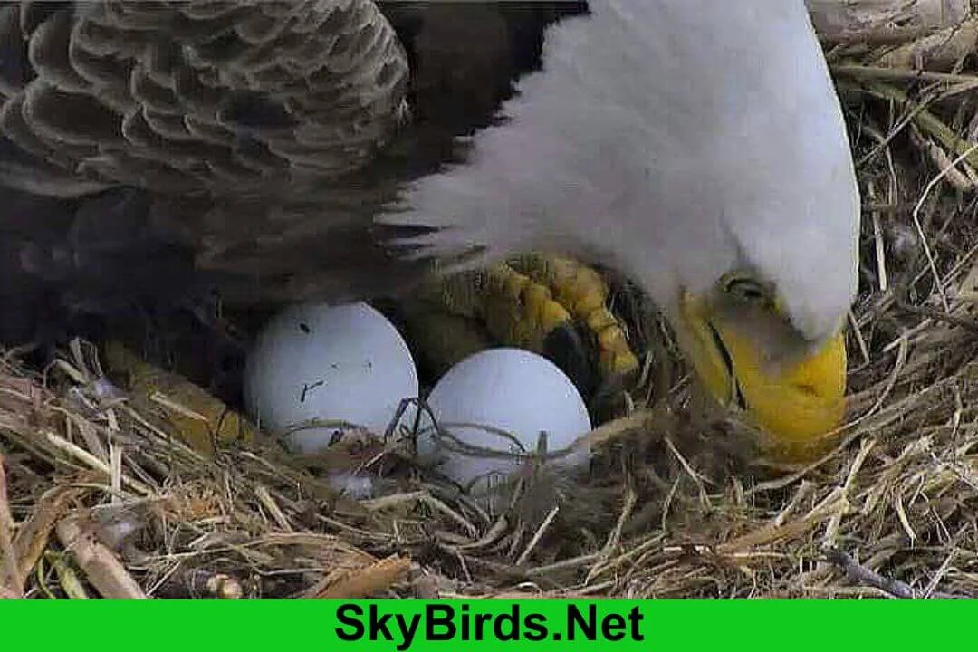 Nesting and Breeding