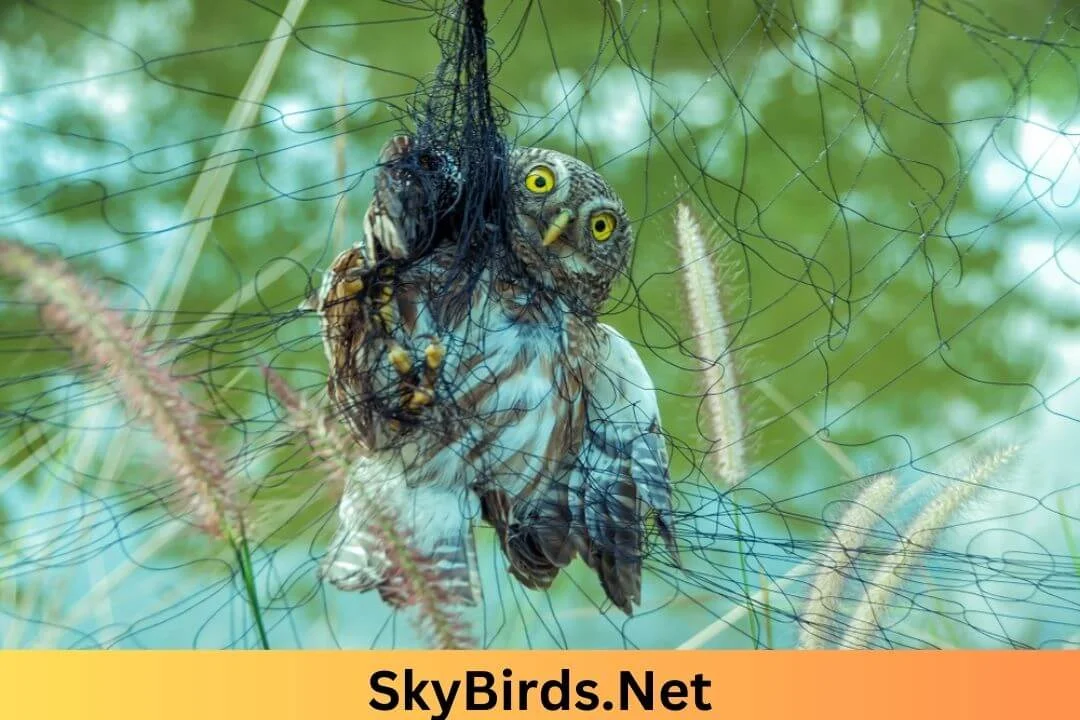 How to Trap an Owl. SkyBirds.Net