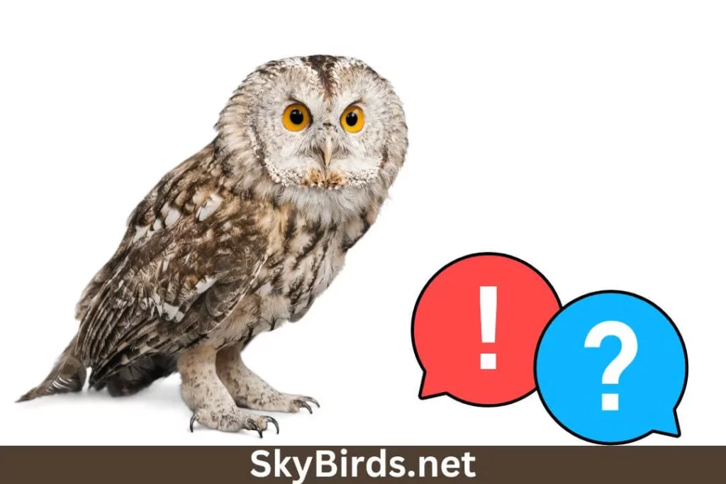 Is an Owl a Herbivore? Unveiling the Dietary Secrets of Nocturnal Predators