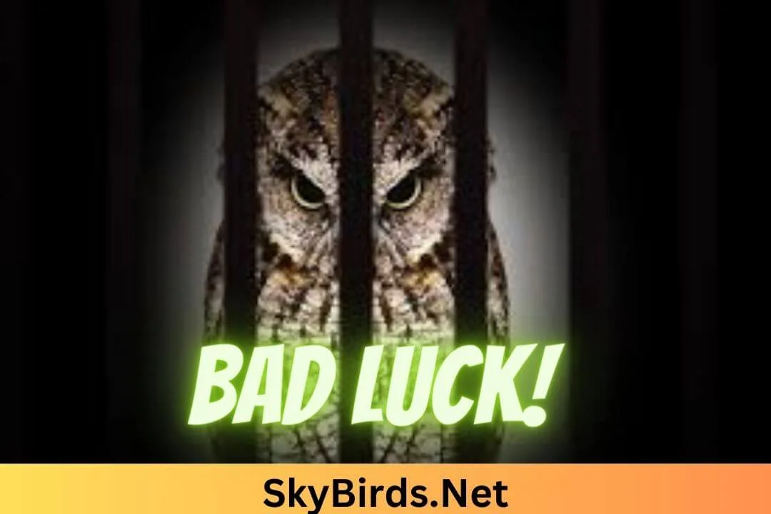 Is it Bad Luck to Kill an Owl