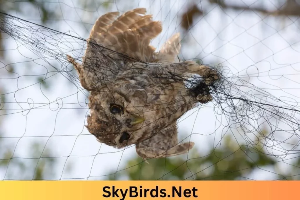 Proper Handling of Trapped Owls. SkyBirds.Net