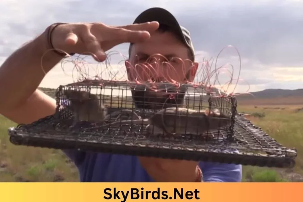 Setting Up Owl Traps. SkyBirds.Net