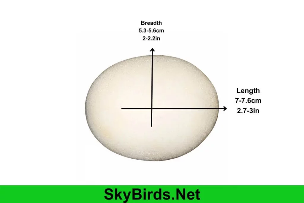 Significance of Egg Size