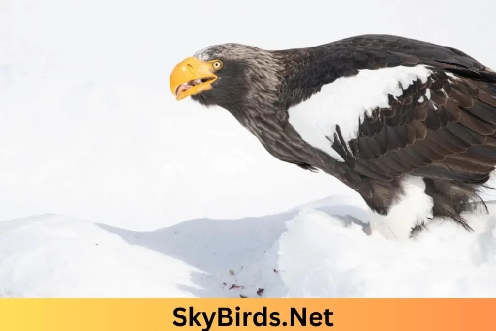 African Fish Eagle. SkyBirds.Net.webp