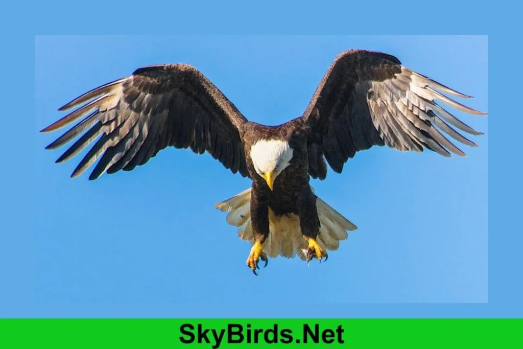 The Behavior of Eagles