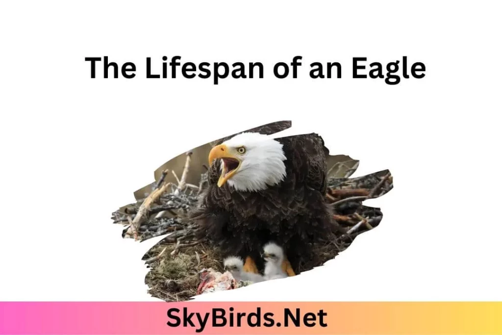 The Lifespan of an Eagle