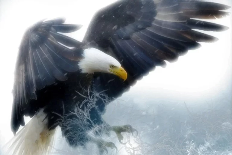 The Majestic Bald Eagle: Unveiling Their Nature of Friendliness