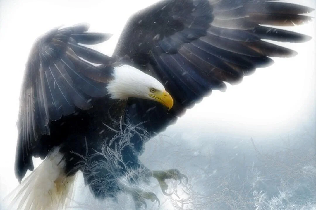 The Majestic Bald Eagle: Unveiling Their Nature of Friendliness