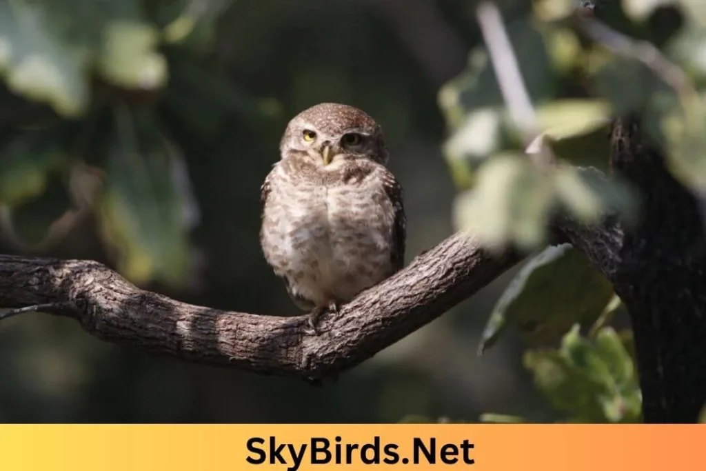 Unveiling the Magical Owl. SkyBirds.Ne