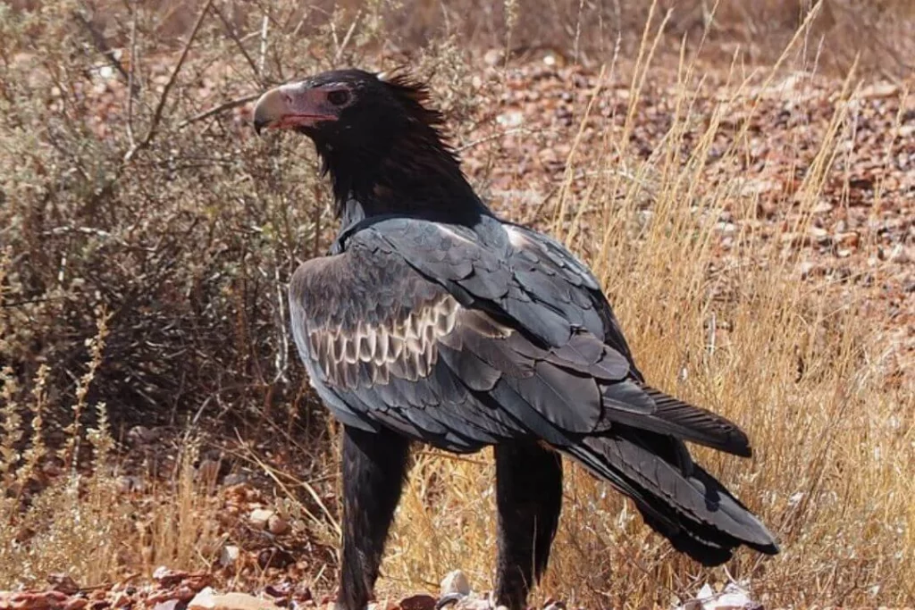 Unveiling the Majestic Eagles of Australia Exploring Their Presence in the Land Down Under